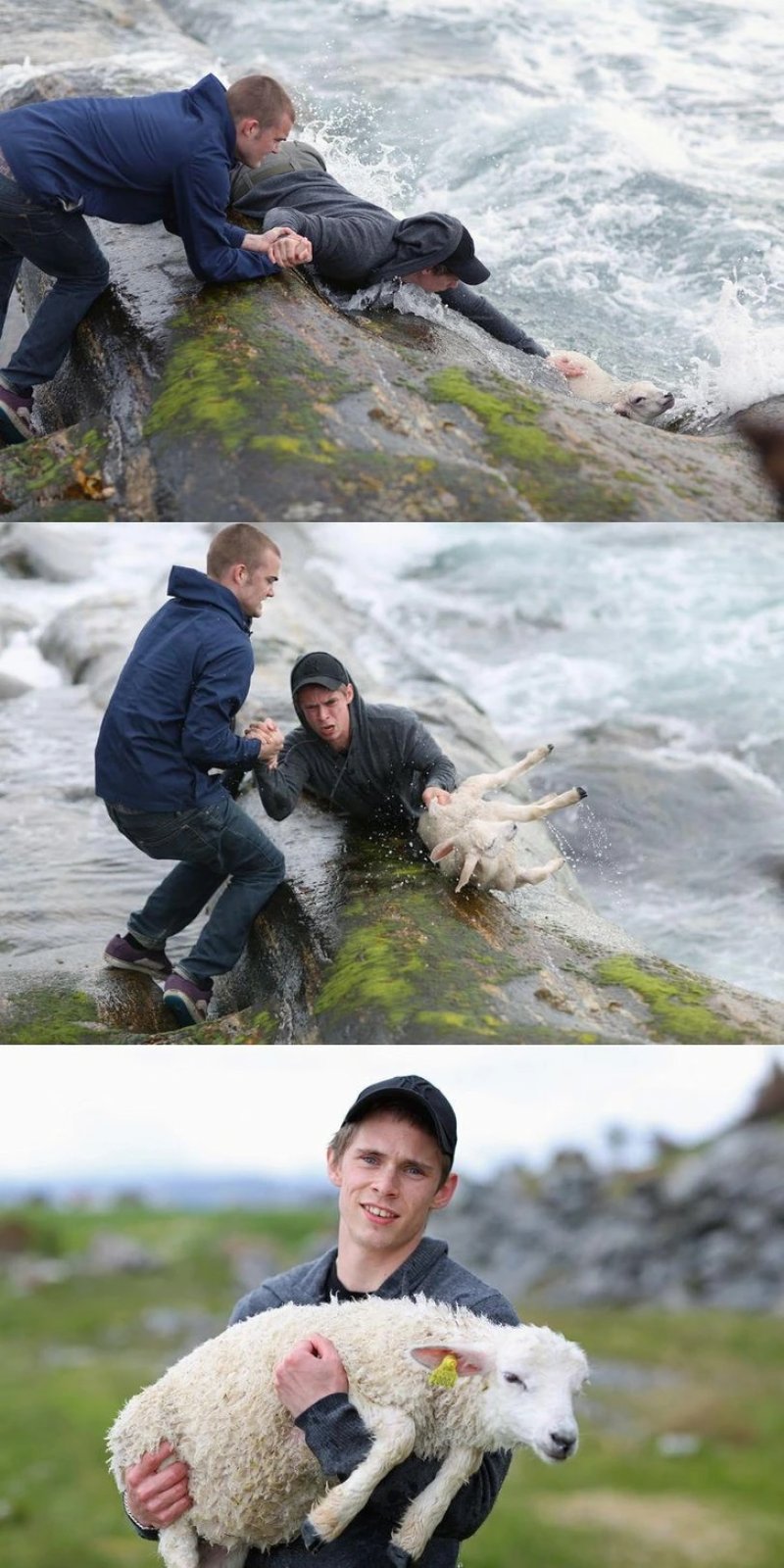 These 2 guys from Norway risked their lives to save a lamb from the ocean: