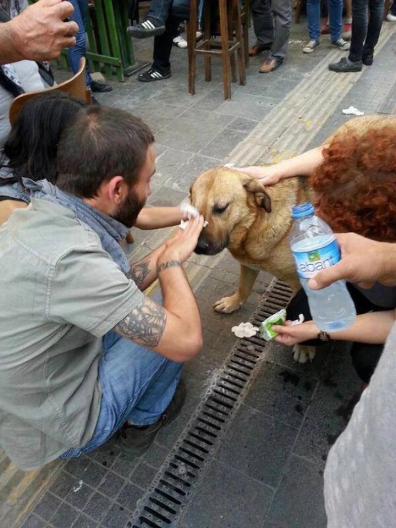 People in Turkey saving a dog that suffered from tear gas during protests