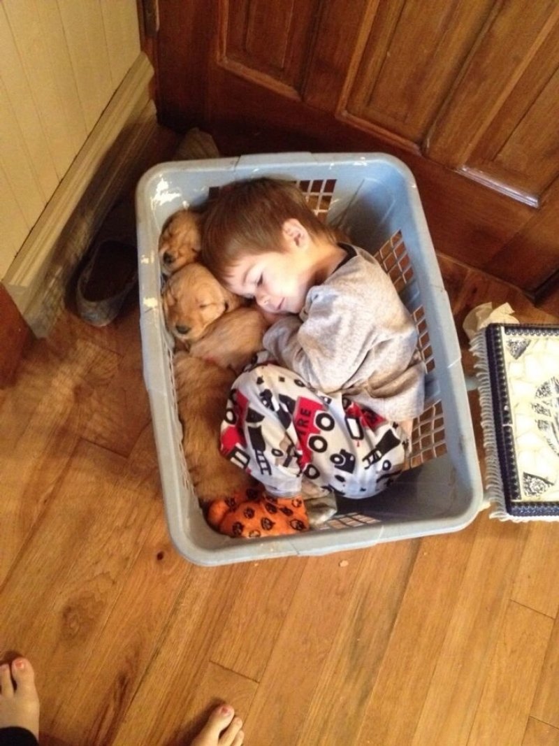 Bonus: This little guy fell asleep in a basket with his golden retriever puppies.