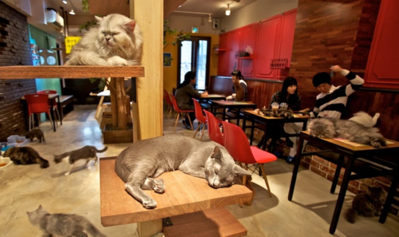Cat cafes