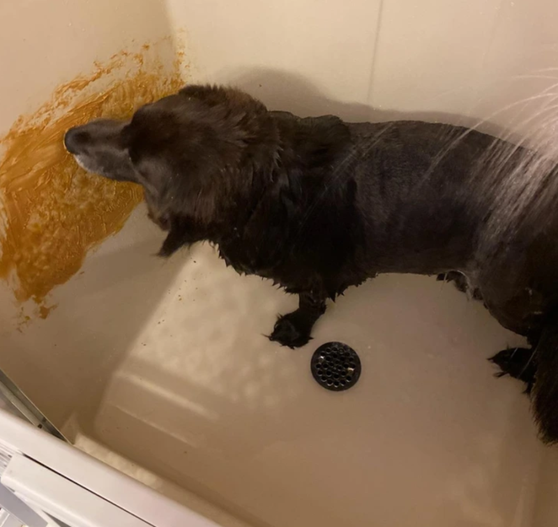  peanut butter to keep the dog calm during bath time
