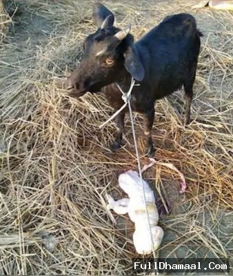 goat gives birth to human like baby