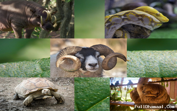 Can these animals die due to their body parts? Know here interesting facts  about sloths, pythons, tortoise, and more