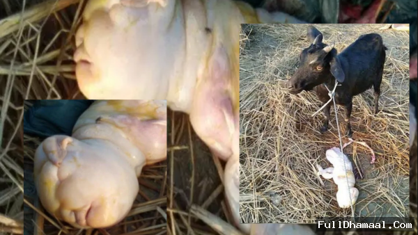 goat gives birth to human like baby2