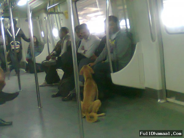 Stray Dog Sitting Under Delhi Metro