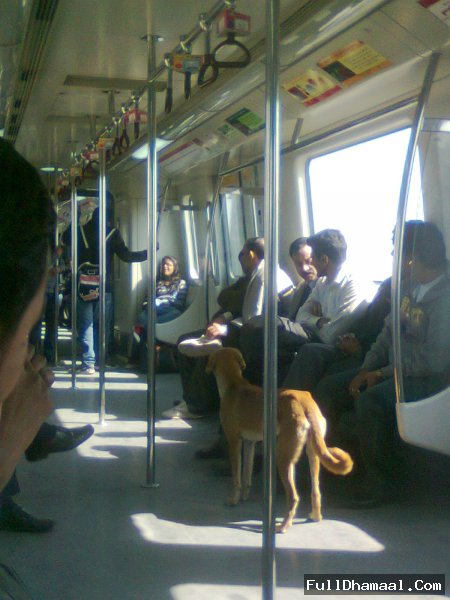 Funny Stray Dog Roaming Under Delhi Metro Without Ticket