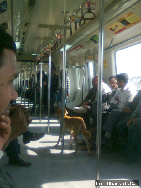 Delhi Stray Dog Travelling In Delhi Metro Without Ticket