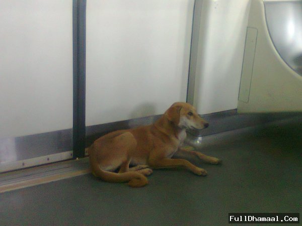 Funny Picture Of A Stray Dog, Travelling In Delhi Mtero