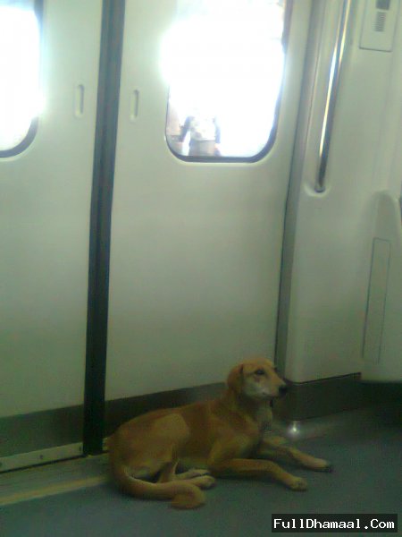 Funny Picture Of A Delhi Stray Dog Travelling In Delhi Metro
