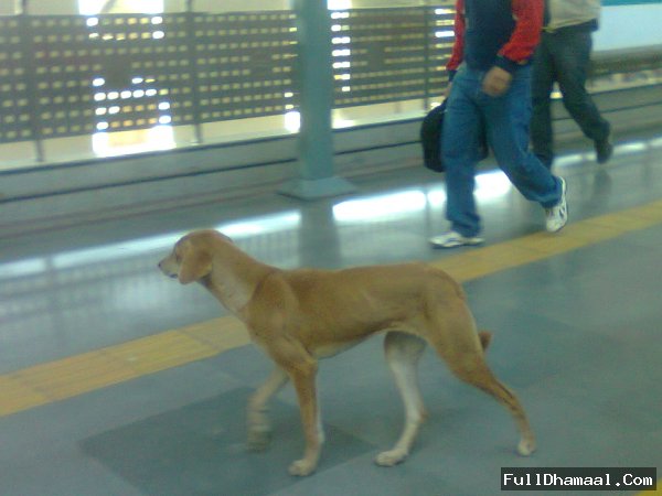 Funny Picture Of A Delhi Stray Dog Roaming Freely On Delhi Metro Platform